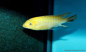 Metriaclima nigrodorsalis